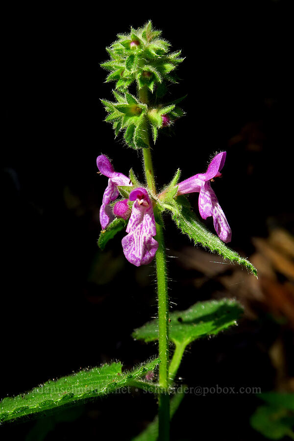 California hedge-nettle (Stachys bullata) [Soda Springs Trail, Los Padres National Forest, Monterey County, California]