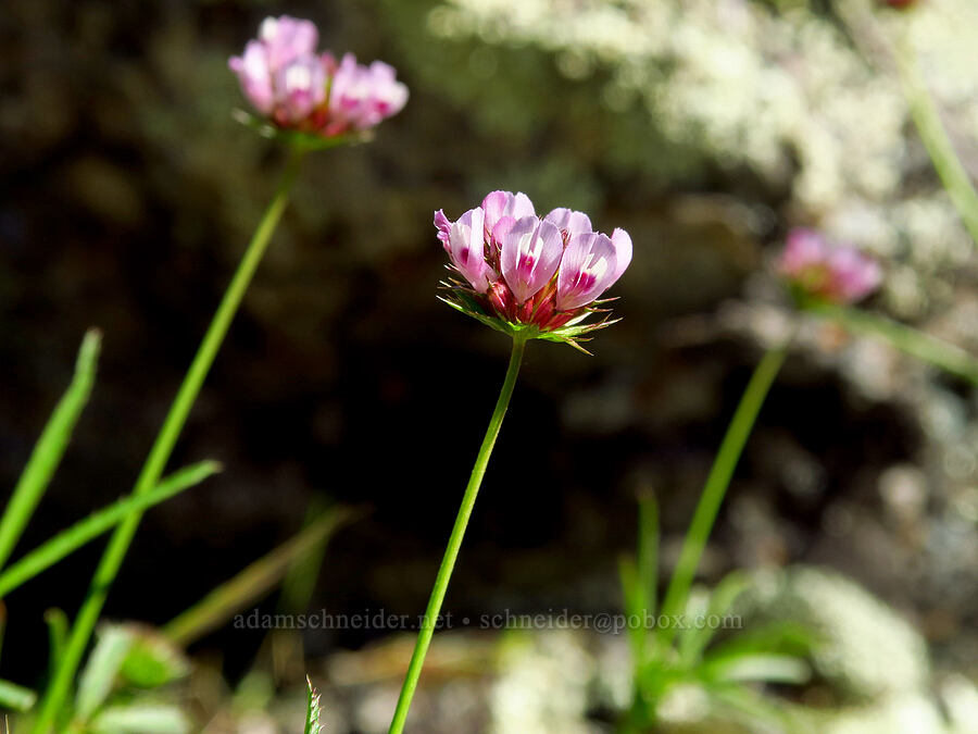 tomcat clover (Trifolium willdenovii) [Soda Springs Trail, Los Padres National Forest, Monterey County, California]