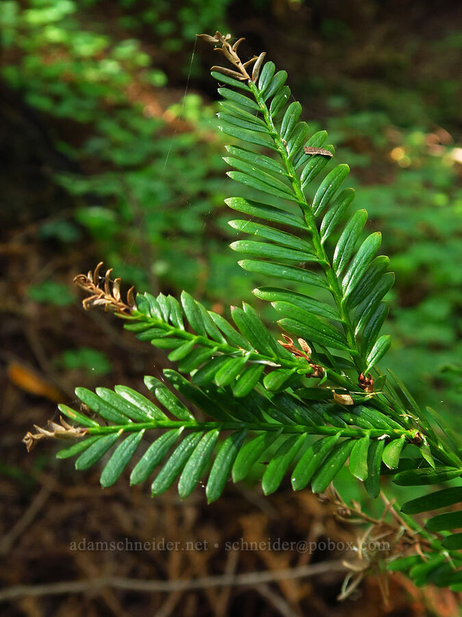 coast redwood leaves (Sequoia sempervirens) [Redwood Gulch, Monterey County, California]