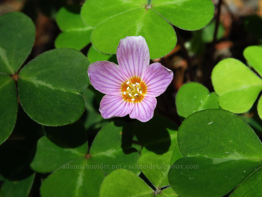 redwood sorrel (Oxalis oregana) [Redwood Gulch, Monterey County, California]