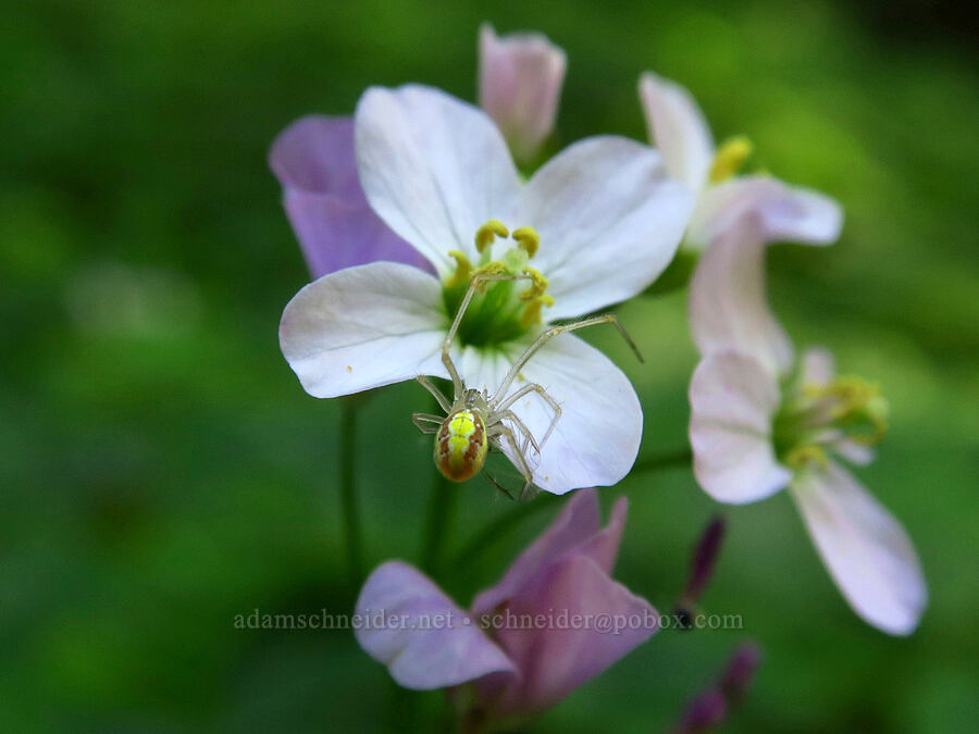 California toothwort & candy-striped spider (Cardamine californica, Enoplognatha ovata) [Redwood Gulch, Monterey County, California]