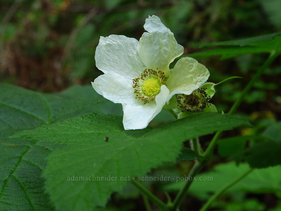 thimbleberry (Rubus parviflorus (Rubus nutkanus)) [Redwood Gulch, Monterey County, California]