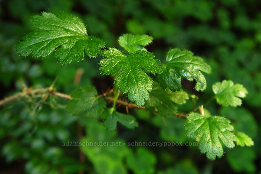 Santa Lucia gooseberry (Ribes sericeum) [Redwood Gulch, Monterey County, California]