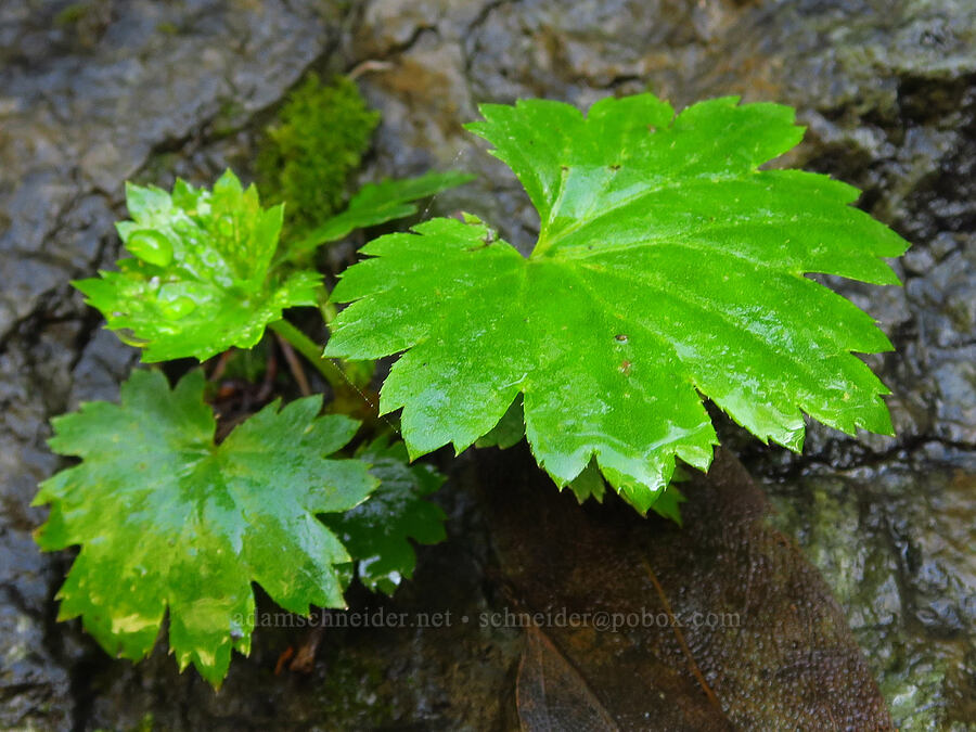 western boykinia leaves (Boykinia occidentalis) [Salmon Creek Trail, Los Padres National Forest, Monterey County, California]