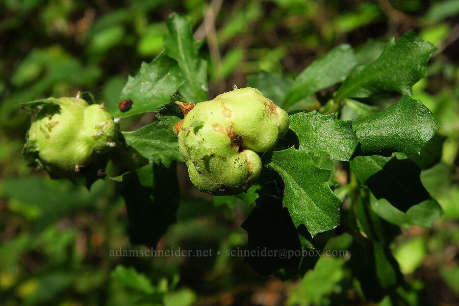 midge galls on coyote-brush (Rhopalomyia californica, Baccharis pilularis) [Salmon Creek Trail, Los Padres National Forest, Monterey County, California]