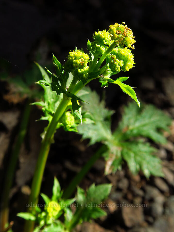 coast sanicle (Sanicula laciniata) [Salmon Creek Trail, Los Padres National Forest, Monterey County, California]