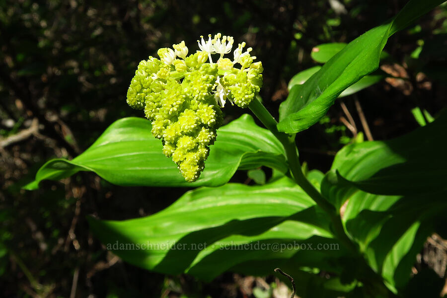 feathery false Solomon's-seal, budding (Maianthemum racemosum ssp. amplexicaule (Smilacina racemosa)) [Salmon Creek Trail, Los Padres National Forest, Monterey County, California]