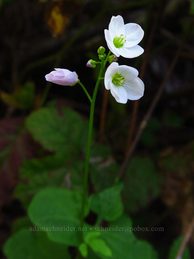 California toothwort (milk-maids) (Cardamine californica) [Salmon Creek Trail, Los Padres National Forest, Monterey County, California]