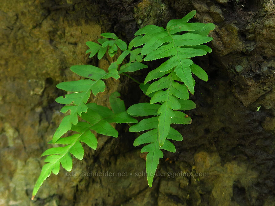 California polypody fern (Polypodium californicum) [Salmon Creek Trail, Los Padres National Forest, Monterey County, California]