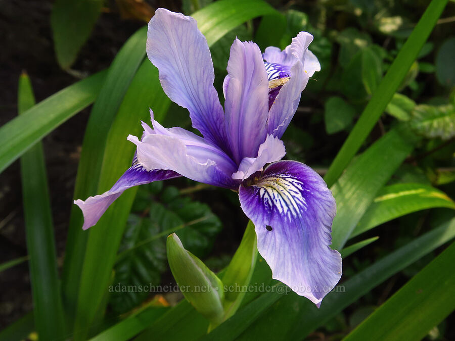 Douglas' iris (Iris douglasiana) [Salmon Creek Trail, Los Padres National Forest, Monterey County, California]