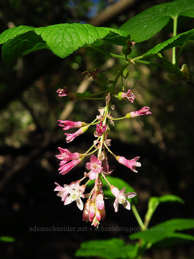 red-flowered currant (Ribes sanguineum var. glutinosum) [Salmon Creek Trail, Los Padres National Forest, Monterey County, California]