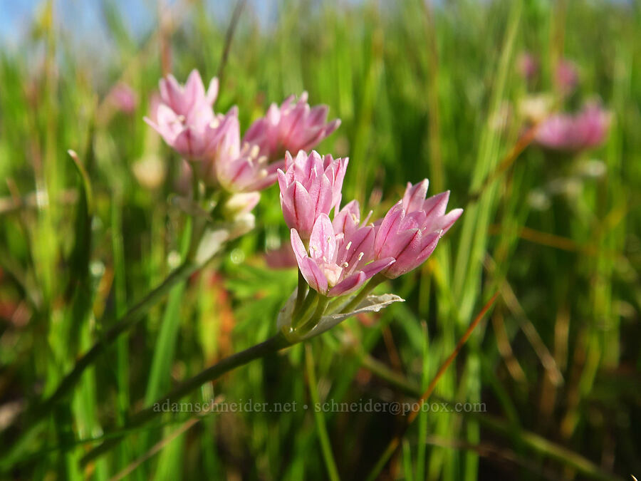 Hickman's onion (Allium hickmanii) [Hearst San Simeon State Park, San Luis Obispo County, California]