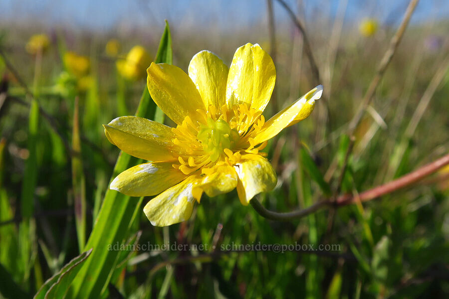 California buttercups (Ranunculus californicus) [Hearst San Simeon State Park, San Luis Obispo County, California]