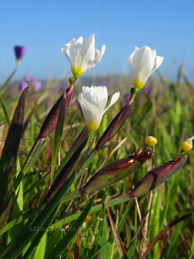 white blue-eyed-grass (Sisyrinchium bellum) [Hearst San Simeon State Park, San Luis Obispo County, California]