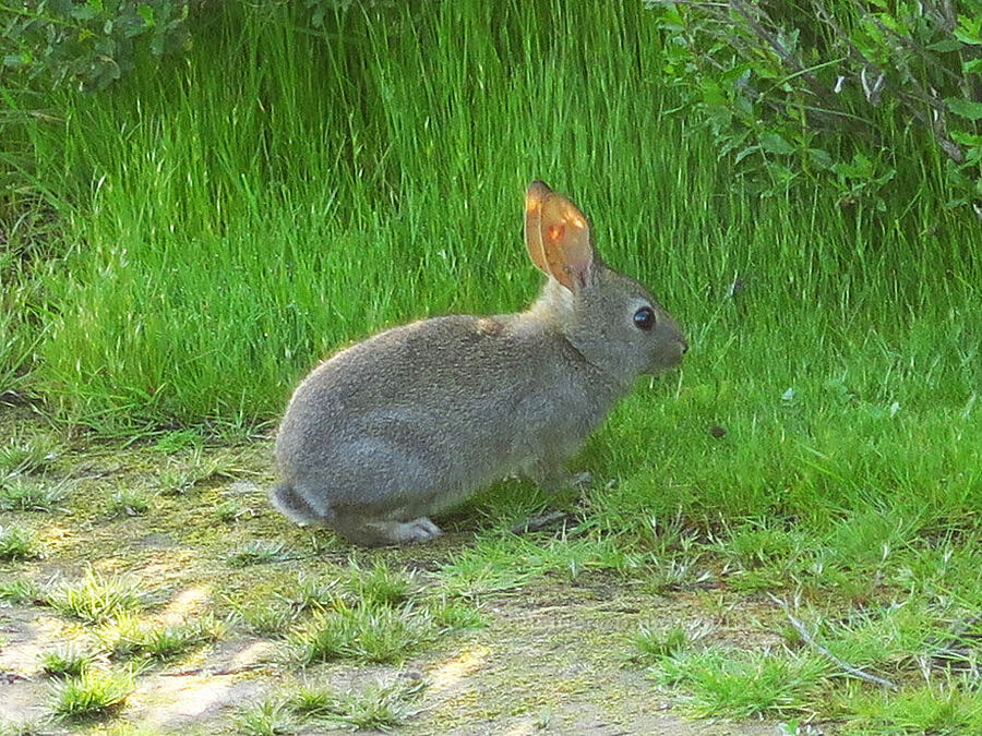 brush rabbit (Sylvilagus bachmani) [Hearst San Simeon State Park, San Luis Obispo County, California]