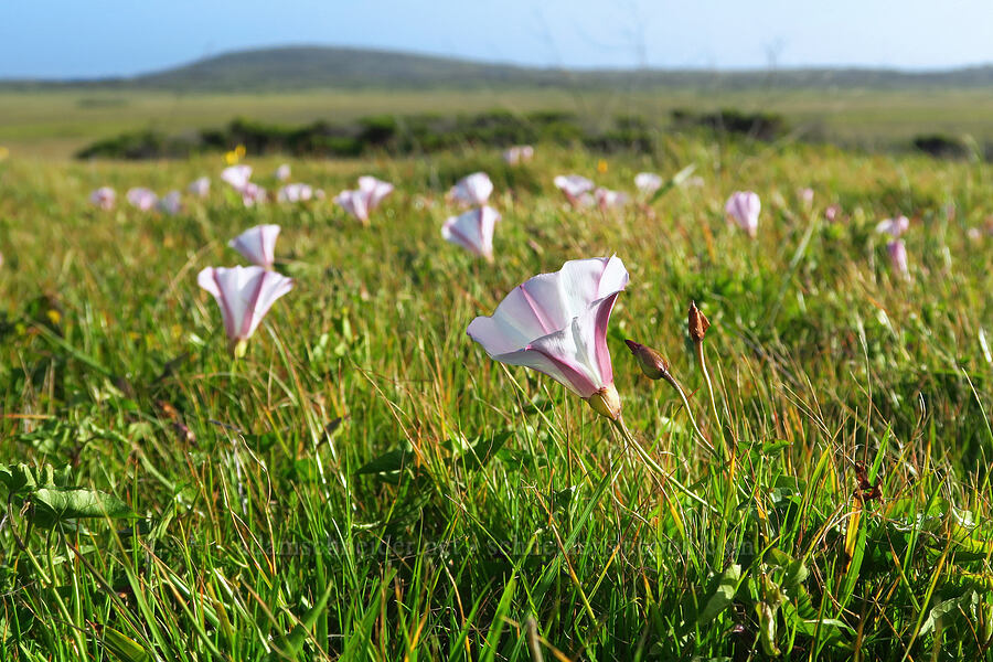 coast morning-glories (Calystegia macrostegia ssp. cyclostegia) [Hearst San Simeon State Park, San Luis Obispo County, California]