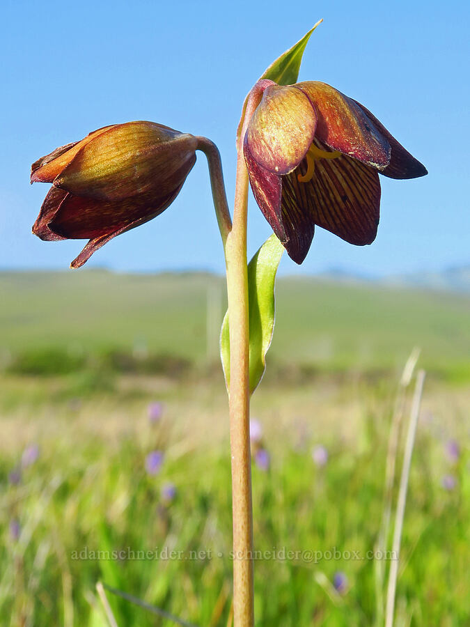 chocolate lily (Fritillaria biflora) [Hearst San Simeon State Park, San Luis Obispo County, California]