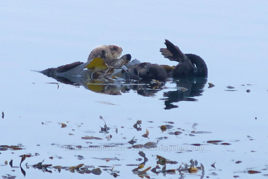 two sea otters (Enhydra lutris) [Morro Rock Beach, Morro Bay, San Luis Obispo County, California]