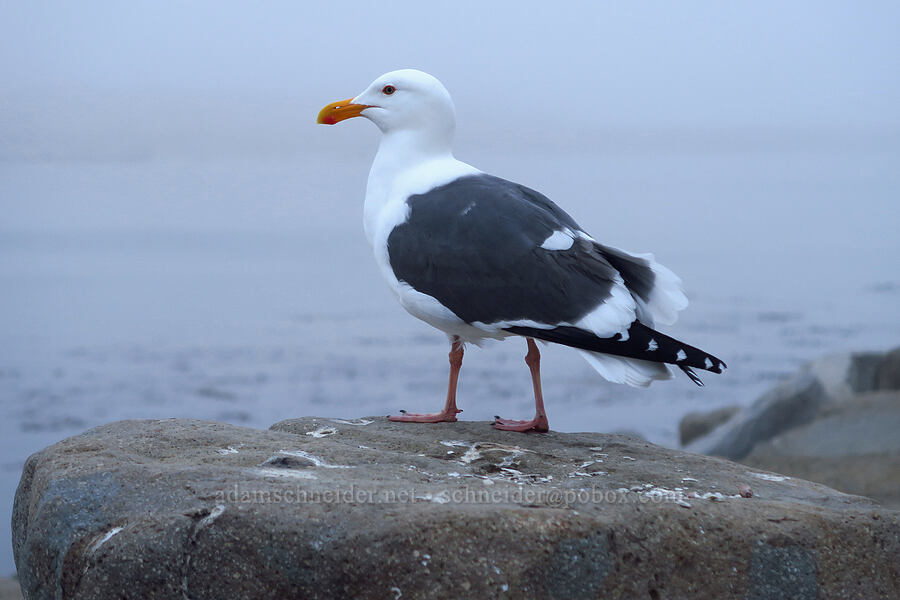 western gull (Larus occidentalis) [Morro Rock Beach, Morro Bay, San Luis Obispo County, California]