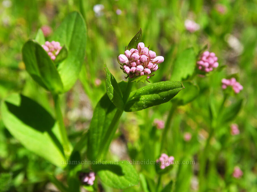 rosy plectritis, budding (Plectritis congesta) [Bald Mountain, Jackson County, Oregon]