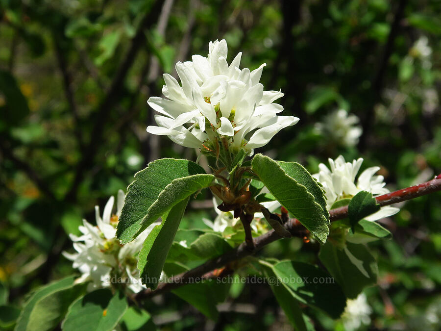 serviceberry flowers (Amelanchier sp.) [Bald Mountain, Jackson County, Oregon]