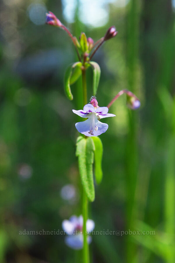 small-flowered tonella (Tonella tenella) [Bald Mountain, Jackson County, Oregon]