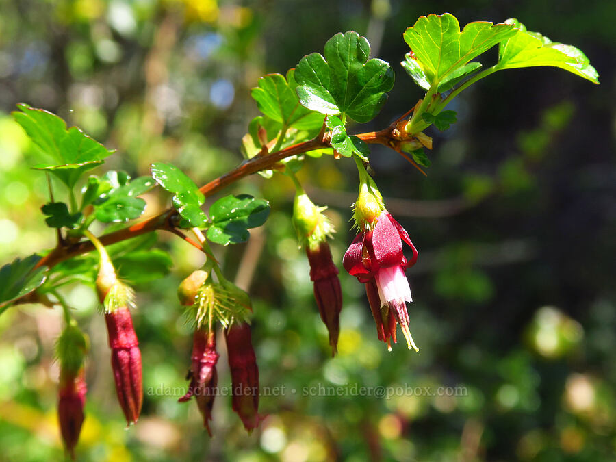 shiny-leaf gooseberry (Ribes roezlii var. cruentum (Grossularia cruenta)) [Bald Mountain, Jackson County, Oregon]