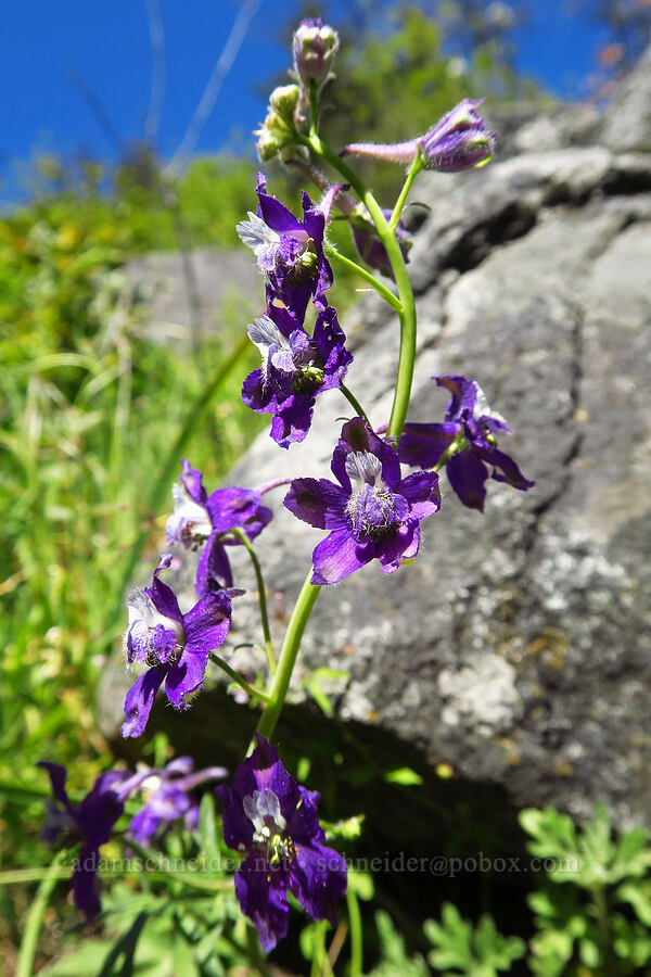 upland larkspur (Delphinium nuttallianum) [Bald Mountain, Jackson County, Oregon]