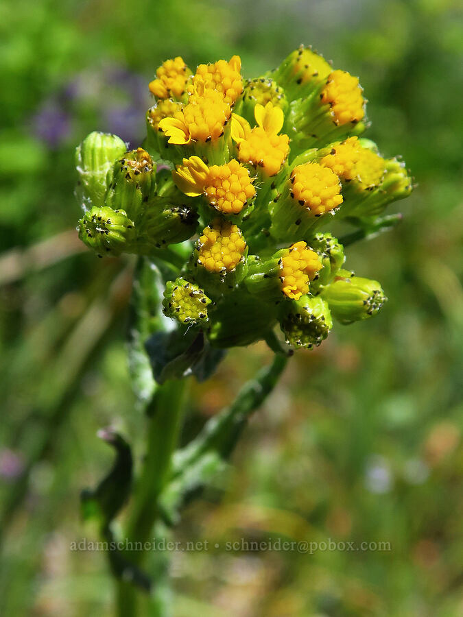 western groundsel, budding (Senecio integerrimus) [Bald Mountain, Jackson County, Oregon]