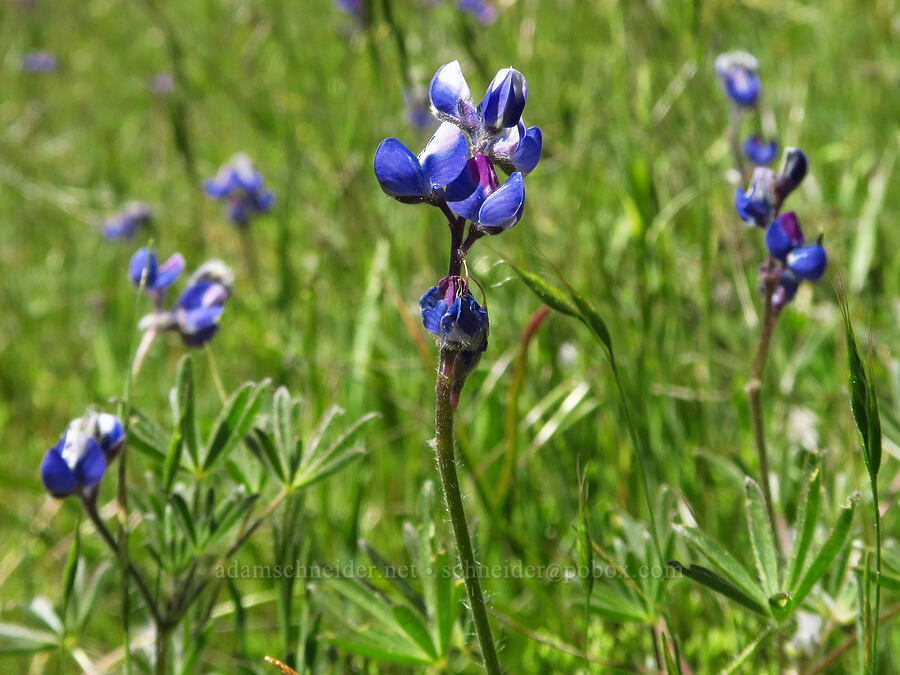 miniature lupines (Lupinus bicolor (Lupinus micranthus var. bicolor)) [Bald Mountain, Jackson County, Oregon]