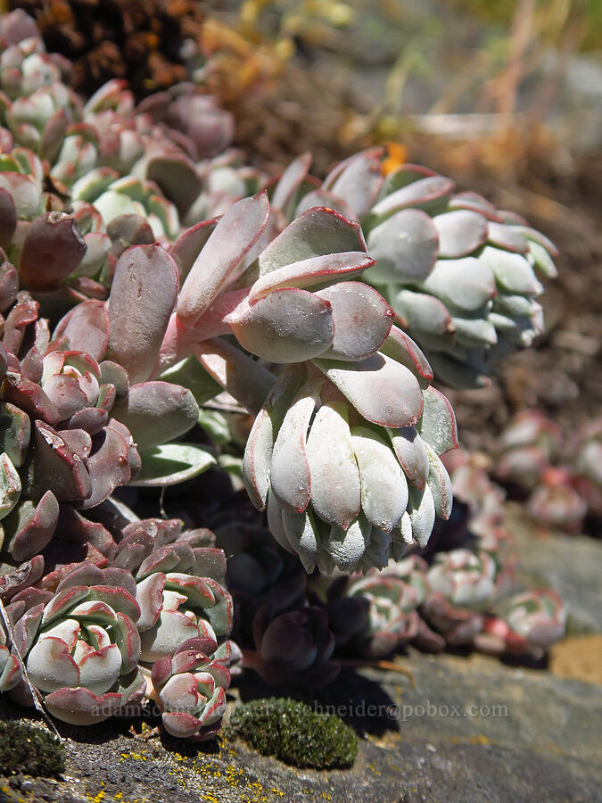 Applegate stonecrop (?) (Sedum oblanceolatum) [Bald Mountain, Jackson County, Oregon]