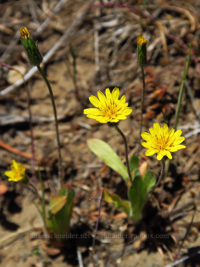 annual agoseris (Agoseris heterophylla) [Bald Mountain, Jackson County, Oregon]