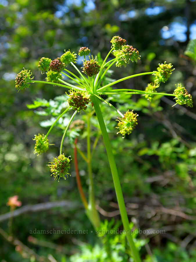 fern-leaf desert parsley (Lomatium dissectum) [Bald Mountain, Jackson County, Oregon]