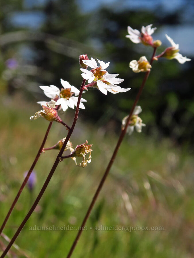 San Francisco woodland star (Lithophragma affine) [Bald Mountain, Jackson County, Oregon]