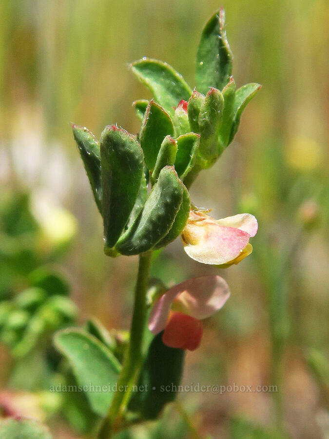 small-flowered deer-vetch (Acmispon parviflorus (Lotus micranthus)) [Bald Mountain, Jackson County, Oregon]