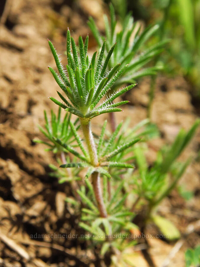 whisker-brush leaves (Leptosiphon ciliatus (Linanthus ciliatus)) [Bald Mountain, Jackson County, Oregon]