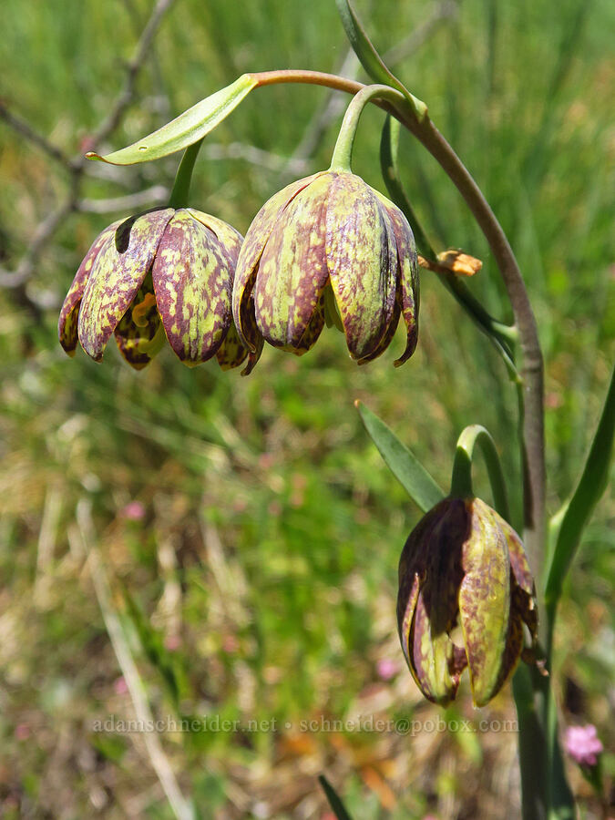 checker lily (Fritillaria affinis) [Bald Mountain, Jackson County, Oregon]