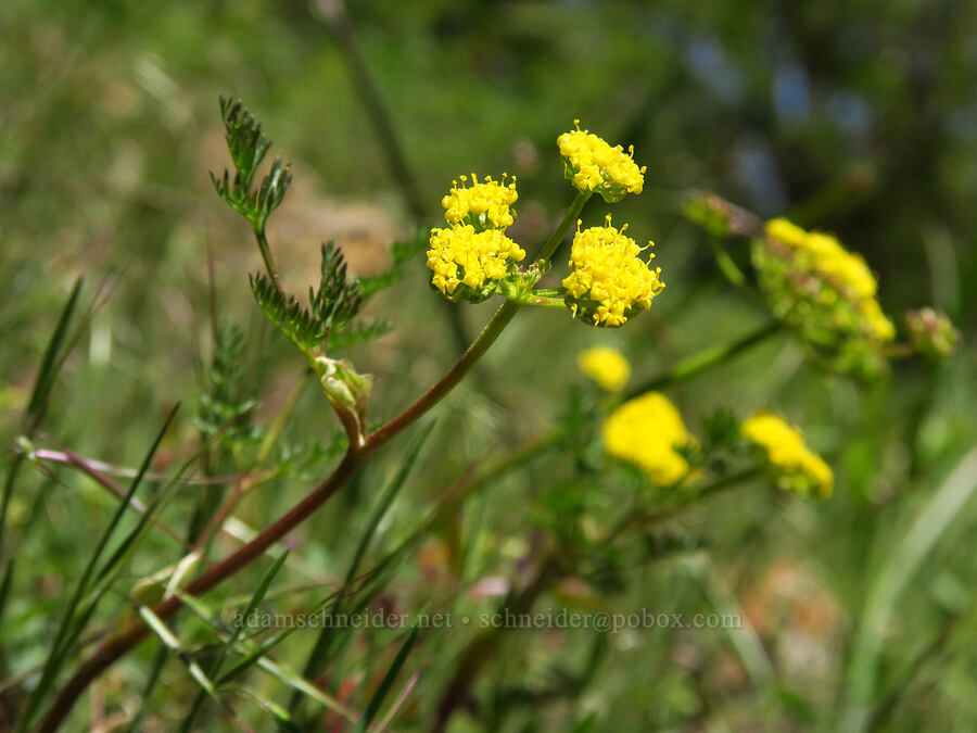 spring-gold desert parsley (Lomatium utriculatum) [Bald Mountain, Jackson County, Oregon]