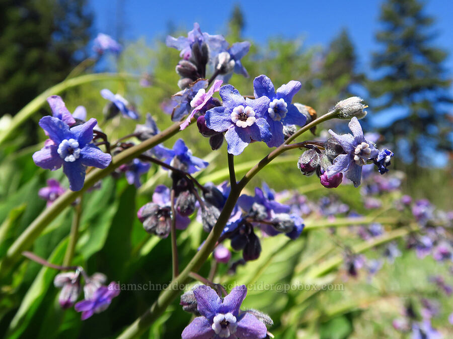 great hound's-tongue (Adelinia grandis (Cynoglossum grande)) [Bald Mountain, Jackson County, Oregon]