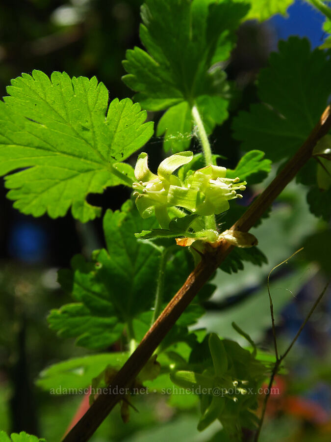 trailing gooseberry flowers (Ribes binominatum) [Bald Mountain, Jackson County, Oregon]