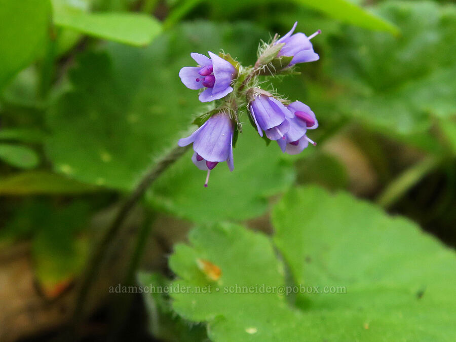 snow-queen (Synthyris reniformis (Veronica regina-nivalis)) [Bald Mountain, Jackson County, Oregon]