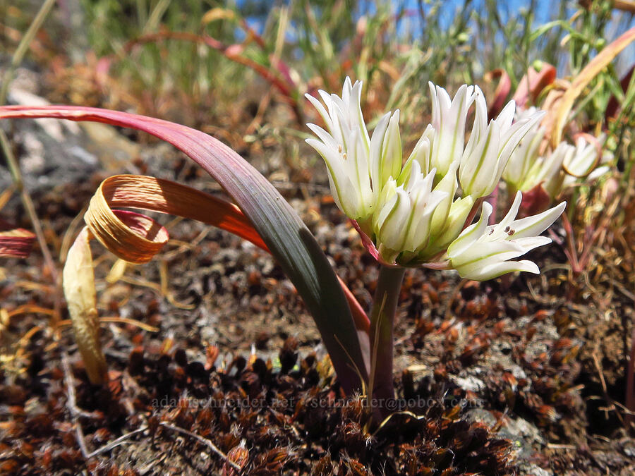 Siskiyou onion (Allium siskiyouense) [Bald Mountain, Jackson County, Oregon]