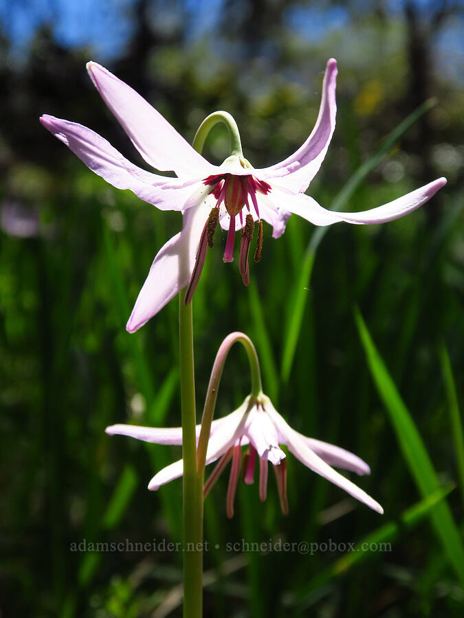 Henderson's fawn lily (Erythronium hendersonii) [Bald Mountain, Jackson County, Oregon]