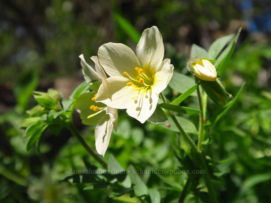 Oregon Jacob's-ladder (Polemonium carneum) [Bald Mountain, Jackson County, Oregon]