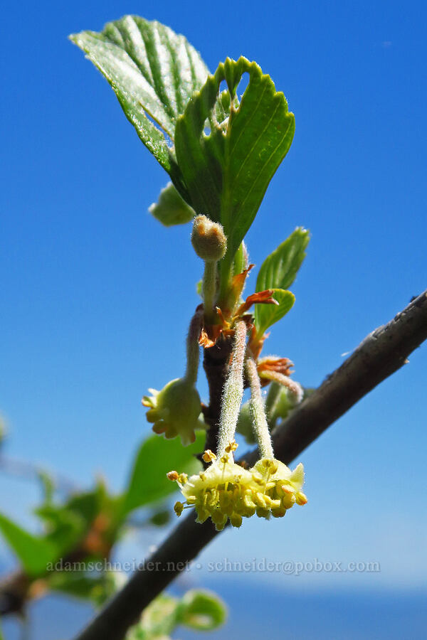 birch-leaf mountain-mahogany flowers (Cercocarpus betuloides) [Bald Mountain, Jackson County, Oregon]