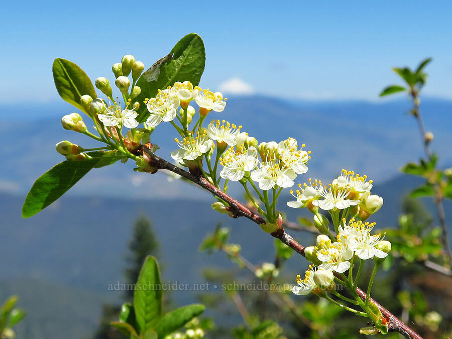 bitter cherry flowers (Prunus emarginata) [Bald Mountain, Jackson County, Oregon]