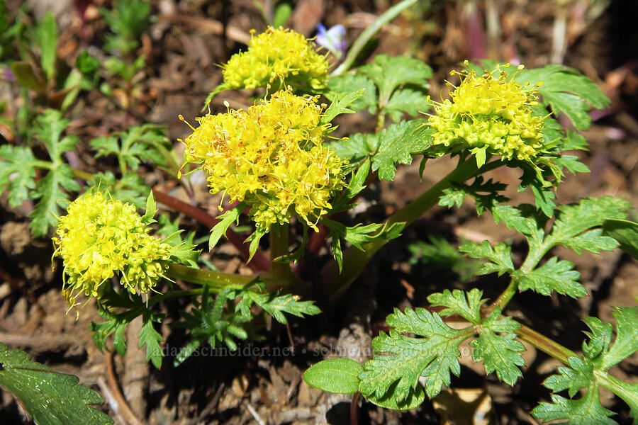 northern sanicle (Sanicula graveolens) [Bald Mountain, Jackson County, Oregon]