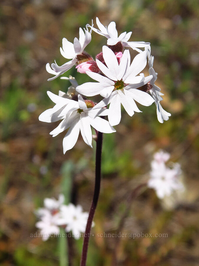 prairie star (Lithophragma parviflorum) [Bald Mountain, Jackson County, Oregon]