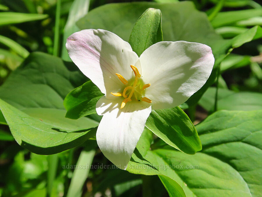 western trillium (Trillium ovatum) [Bald Mountain, Jackson County, Oregon]