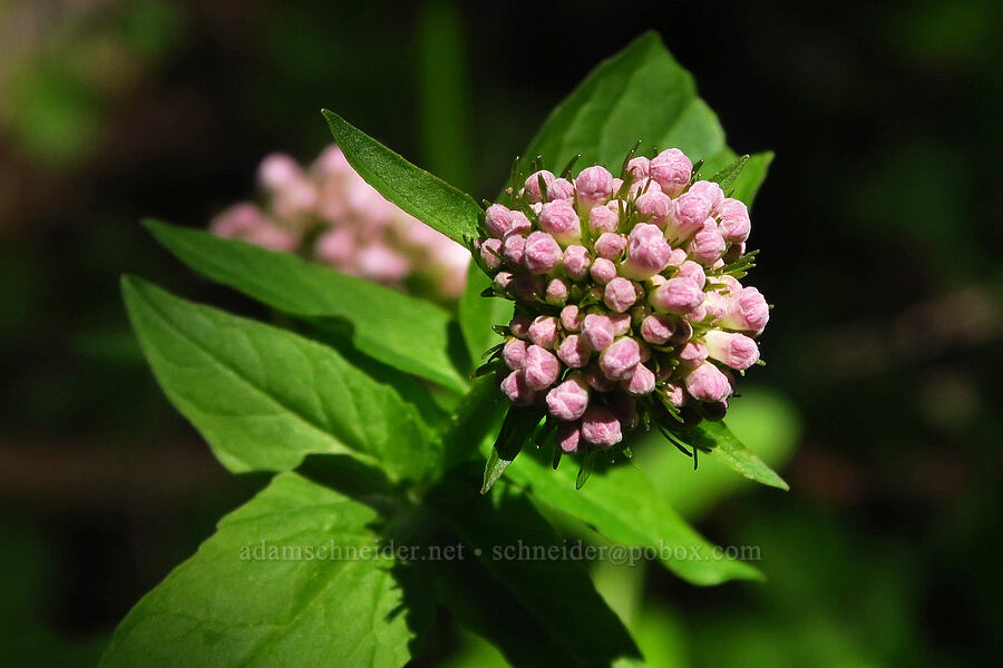 Sitka valerian, budding (Valeriana sitchensis) [Bald Mountain, Jackson County, Oregon]